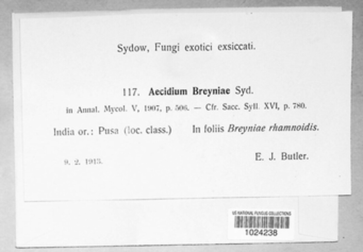 Aecidium breyniae image